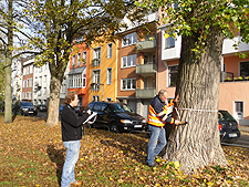 Zwei Mitarbeiter der Baumkontrolle auf einem Parkstreifen