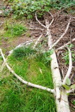 Umgefallener Baum - so genanntes Totholz (c) Pixelio