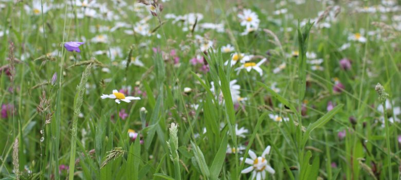 Wildflower meadow with daisies