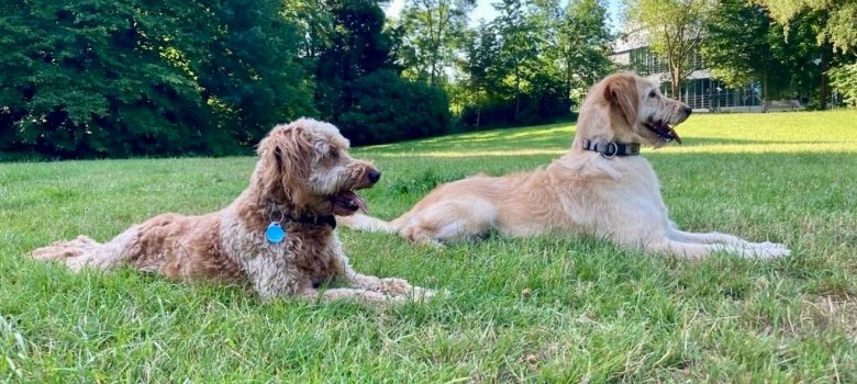 Two dogs lying on a meadow
