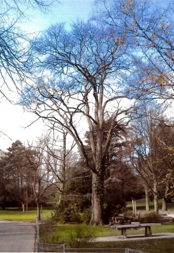 Field elm