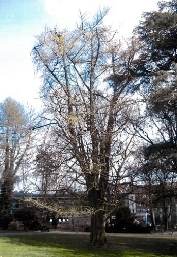 Ginkgo
