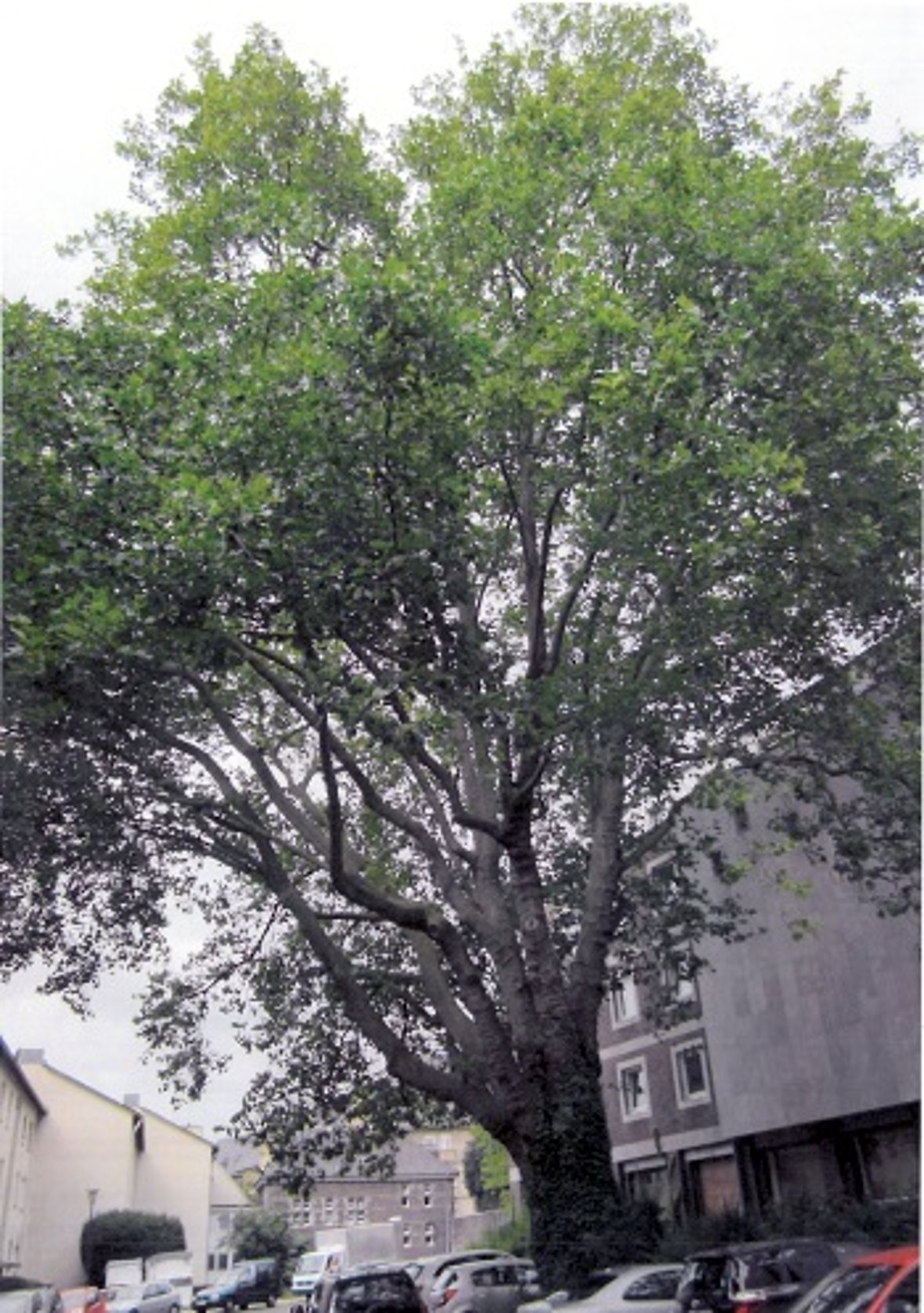 Plane tree