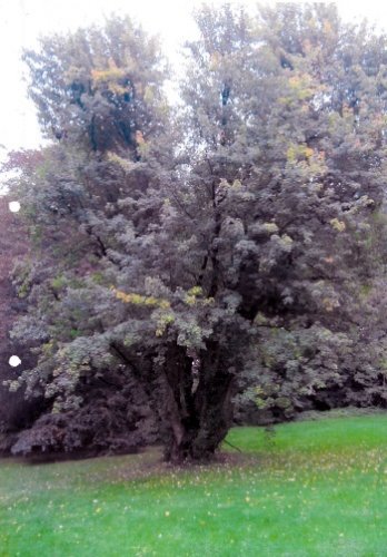 Silver maple in Van Halfern Park