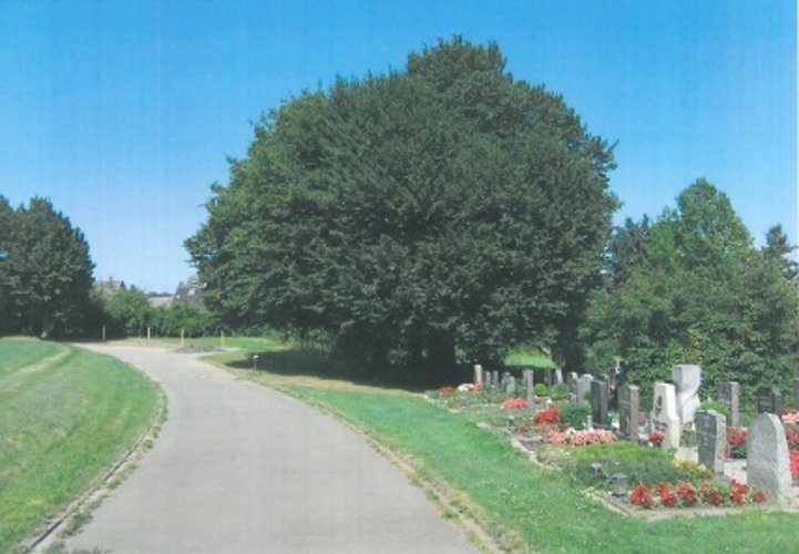 Hornbeam group