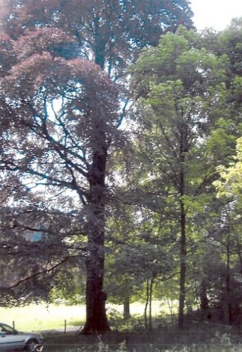 European beech
