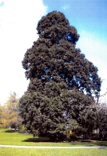 Sequoia