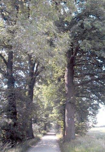 English oak