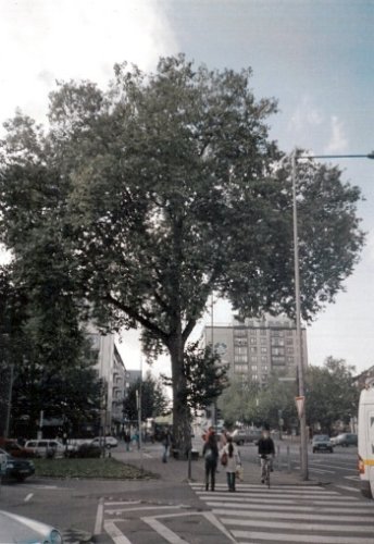 Plane tree