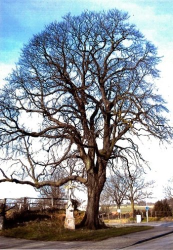 Horse chestnut