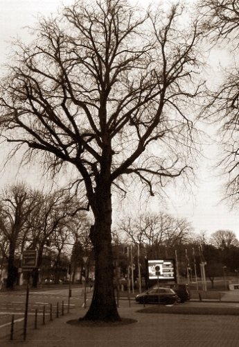 Field elm