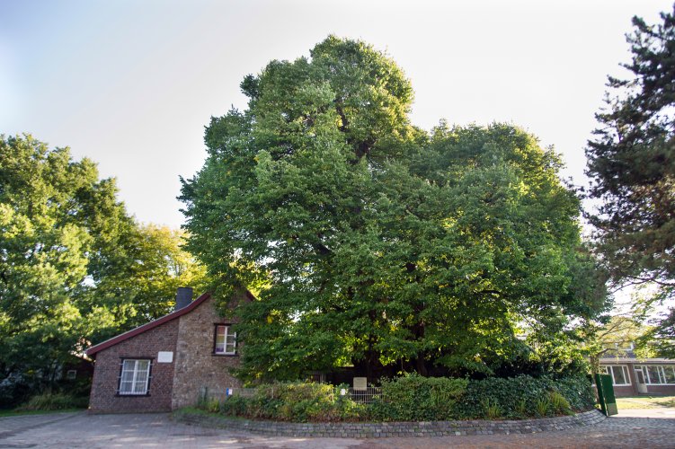 Lime tree
