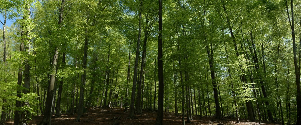 Photo of the Aachen Forest