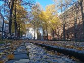 Trees and foliage and a channel filled with flowing stream water