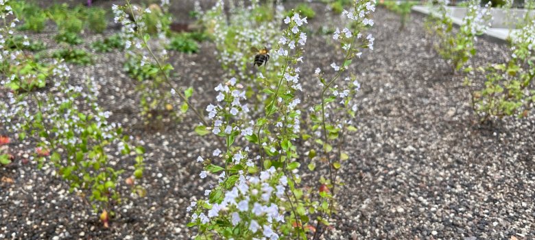 Roof and façade greening on the roof of the foyer and parking garage.