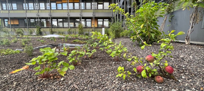 Apples also grow in the new roof garden.