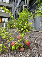 Roof and façade greening on the roof of the foyer and parking garage.