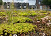 Green_roof_c_E26_2024 The green roof of a school in Aachen