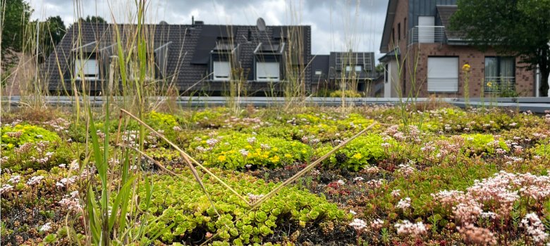 The green roof of a school in Aachen