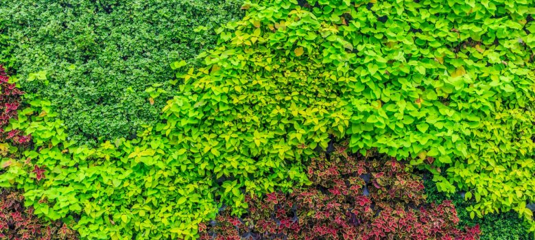 A completely green façade.