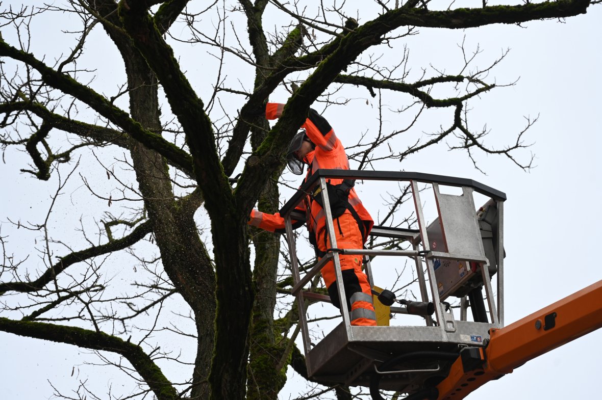 Tree work at Marienplatz Aachen
