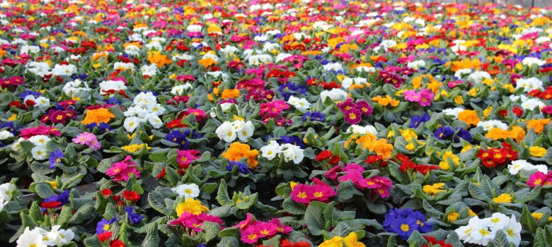 Rows of purple, orange, red and white primroses in small pots stand in a greenhouse