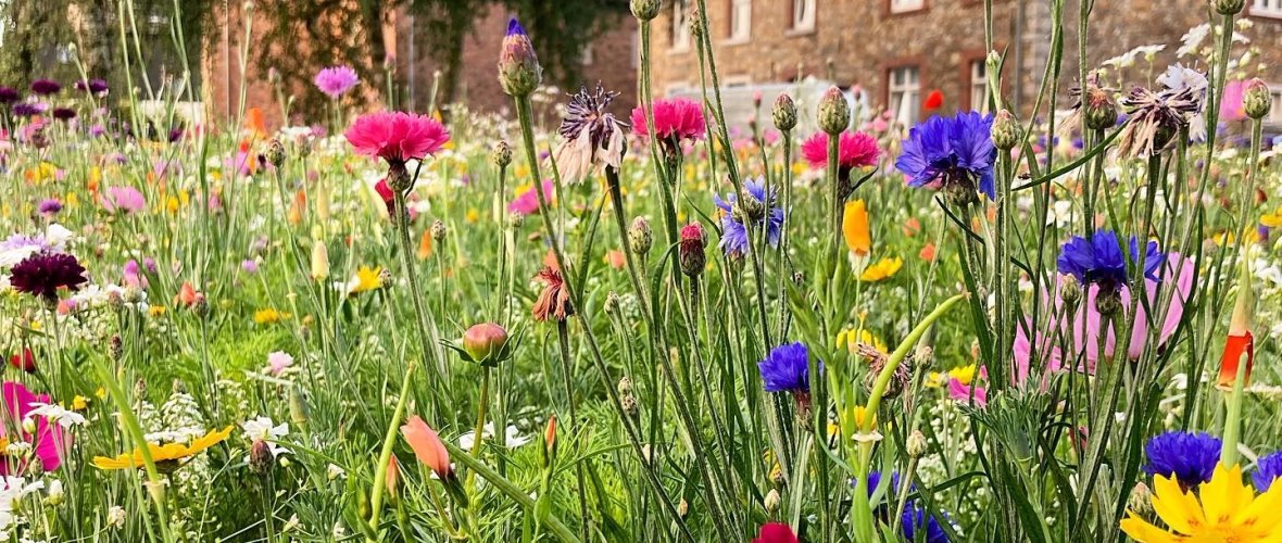 Wildflower meadow