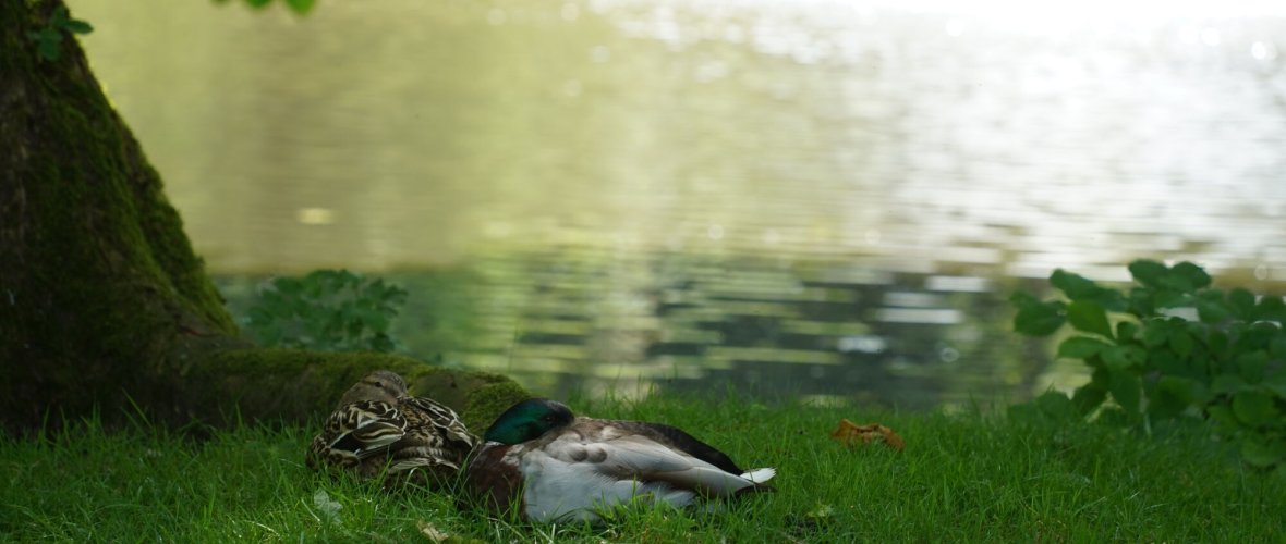 Richterich, water absorption in sunshine