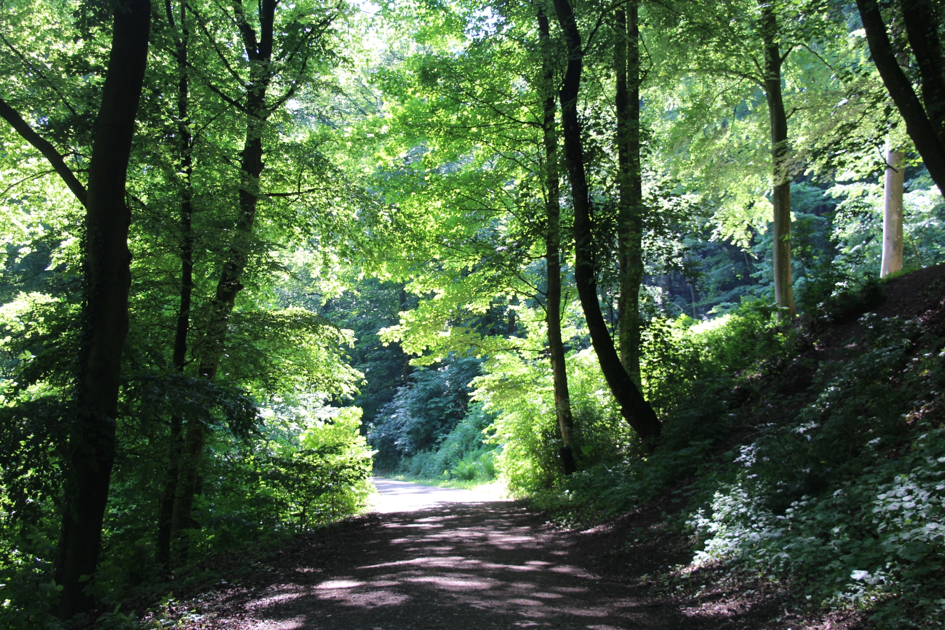A forest path in summer, surrounded by many trees. The sun shines on the path.