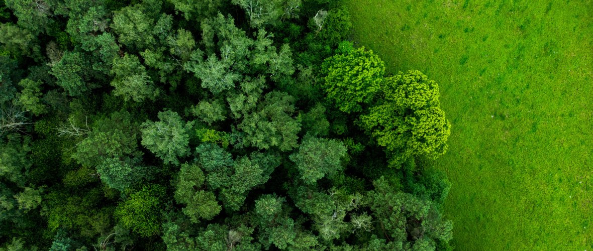 Lush green Aachen forest photographed from above.
