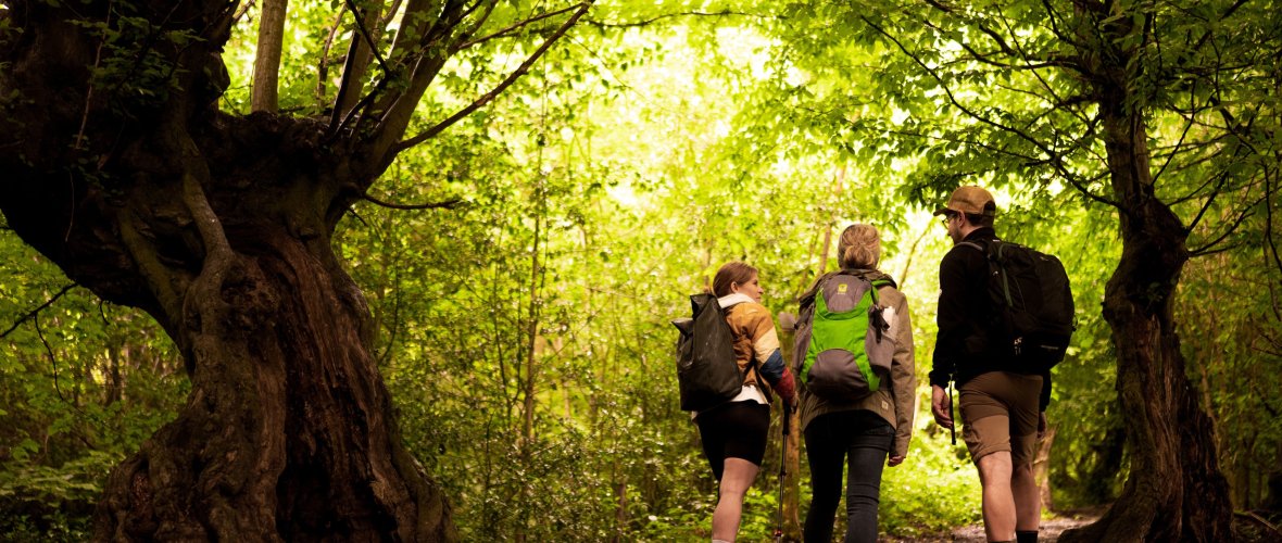 Hiking group in the forest Hiking group is out and about in the Aachen forest.