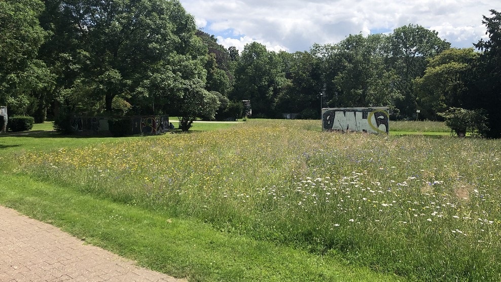 Typical FLIP meadow