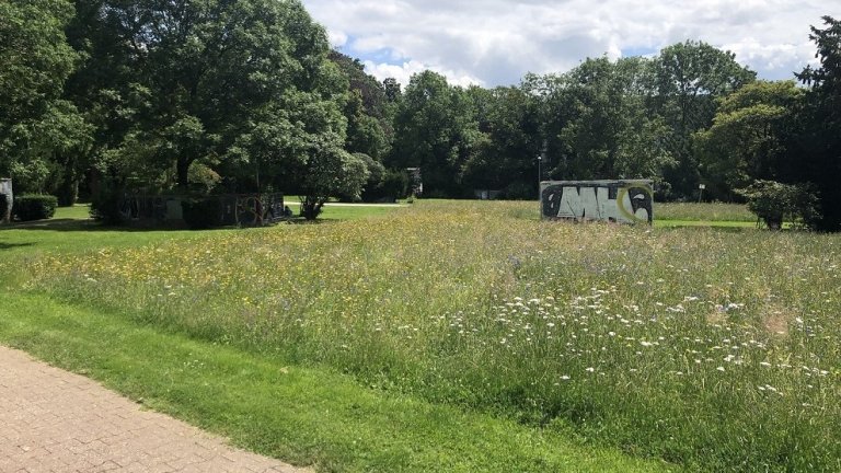 Typical FLIP meadow