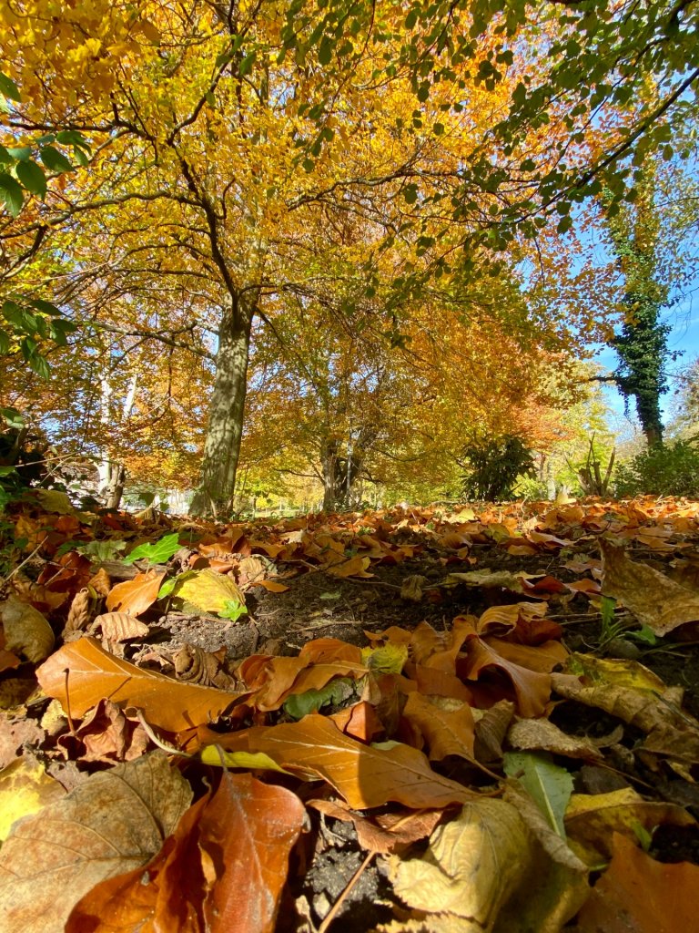 A tree in the Aachen city garden with fall leaves.