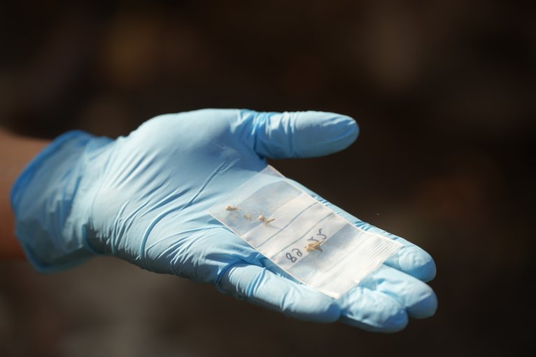 A few small bone fragments in a plastic bag are lying on a hand wearing a blue glove.