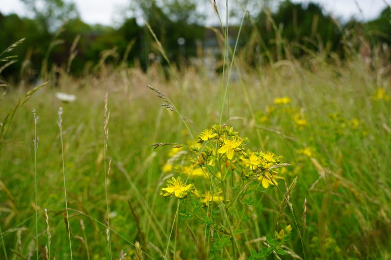 Grasses and yellow flowers.