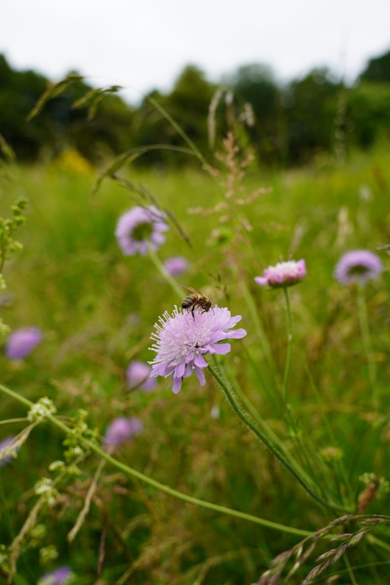 A bee on a flower