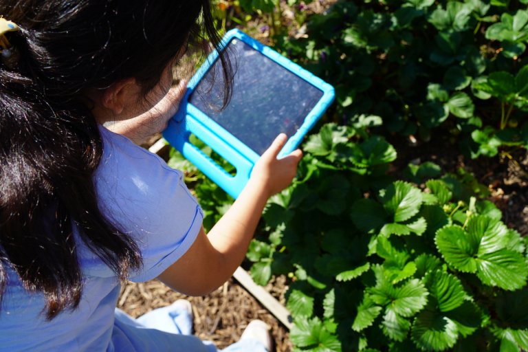 A child with his back to the camera is holding a tablet and using it to take pictures of plants.