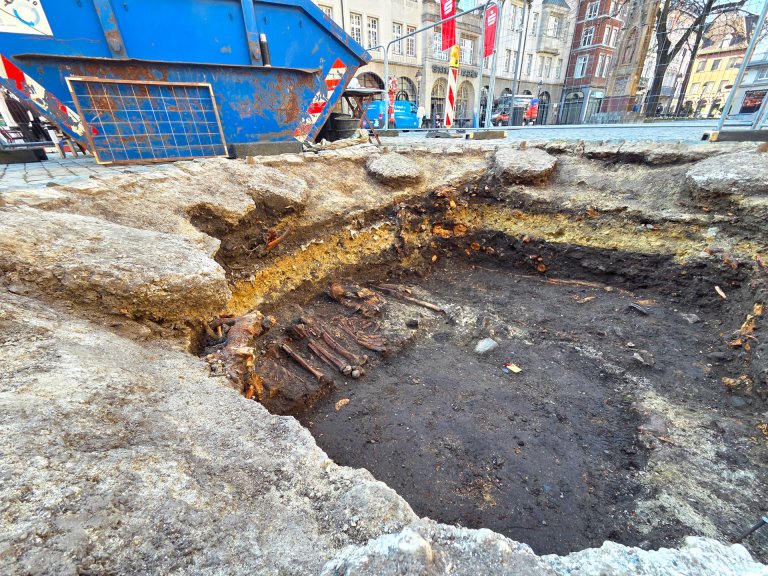 View of an excavated tree slice containing bone remains.