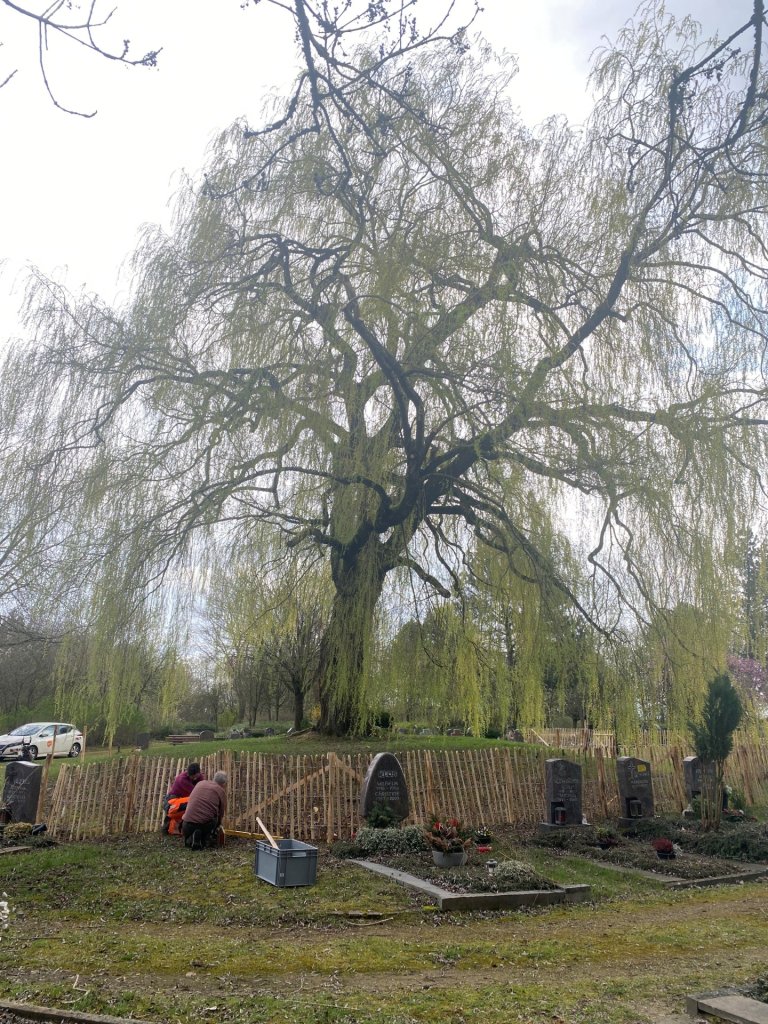 A weeping willow at Hüls cemetery.