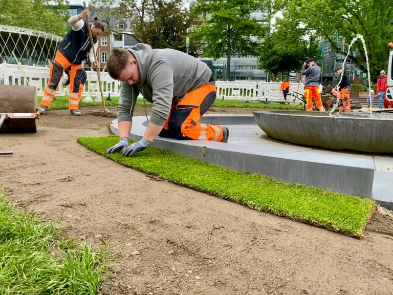 A man lays turf. Other employees work in the background.