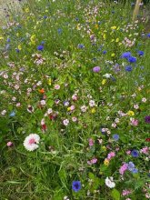 Prairie de fleurs sauvages