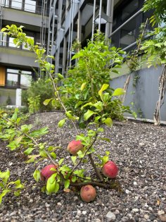 Végétalisation du toit et des façades sur le toit du foyer et du parking.