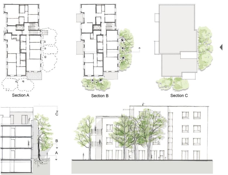 Dessin de l'évolution d'une façade d'arbre après 15-20 ans.