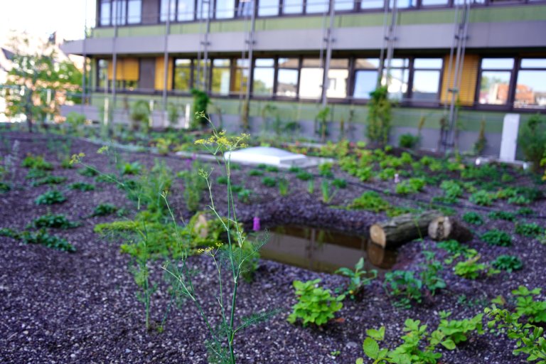 Plantes et plan d'eau avec du bois mort sur un toit. En arrière-plan, un immeuble de bureaux