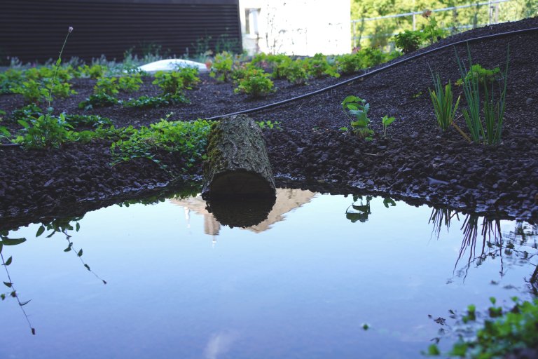 Plantes et plan d'eau avec du bois mort sur un toit. En arrière-plan, un immeuble de bureaux