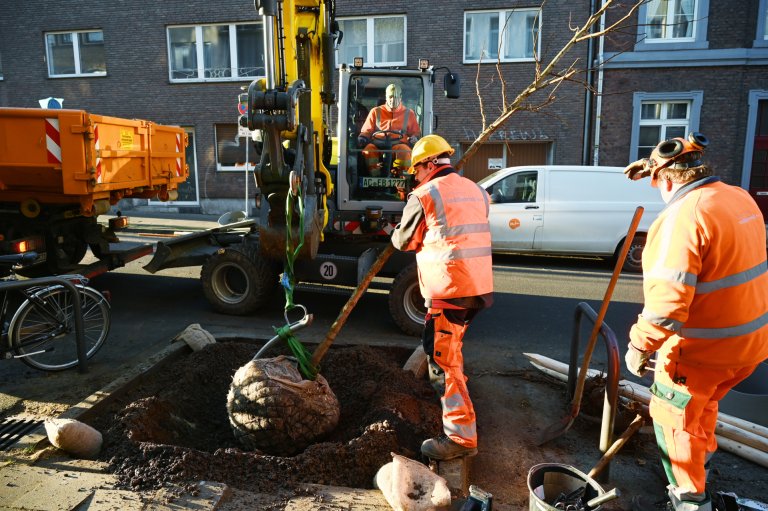 Service municipal, plantation d'arbres, rue Leydel