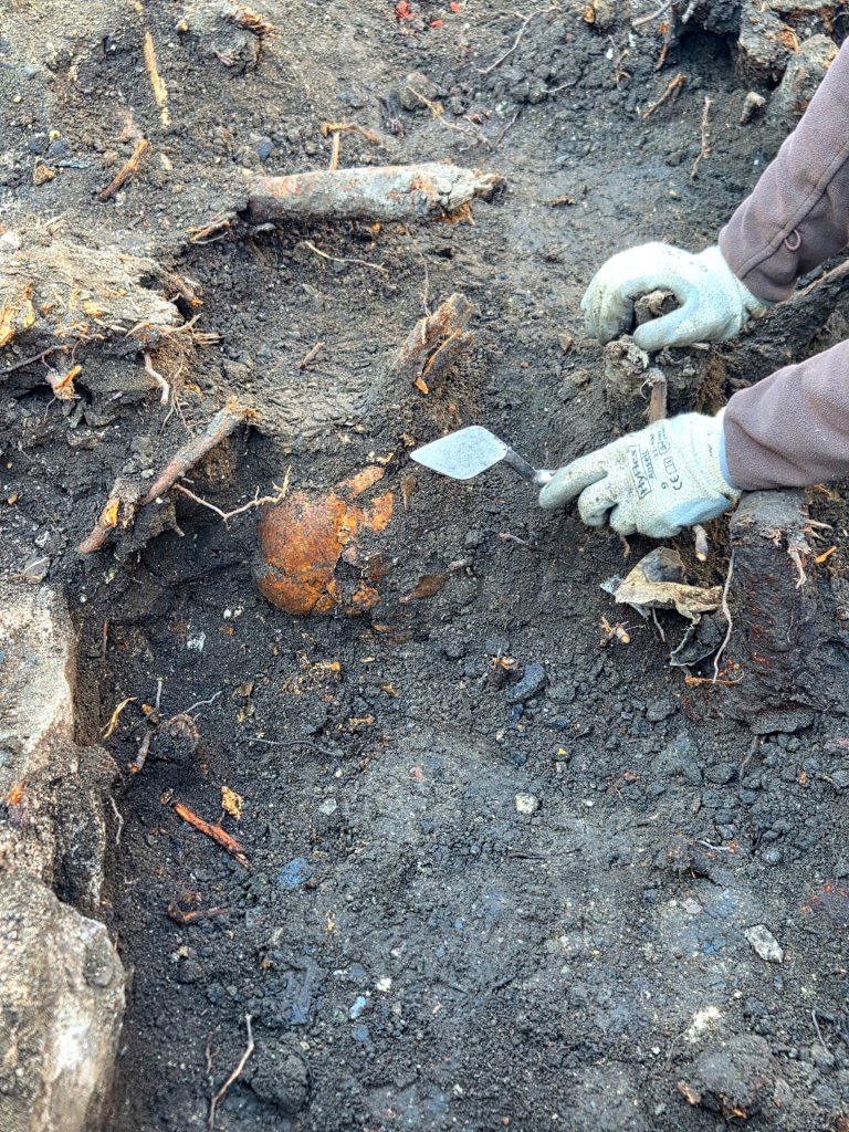 Un crâne endommagé émerge de la terre, entouré de restes de racines d'arbres.