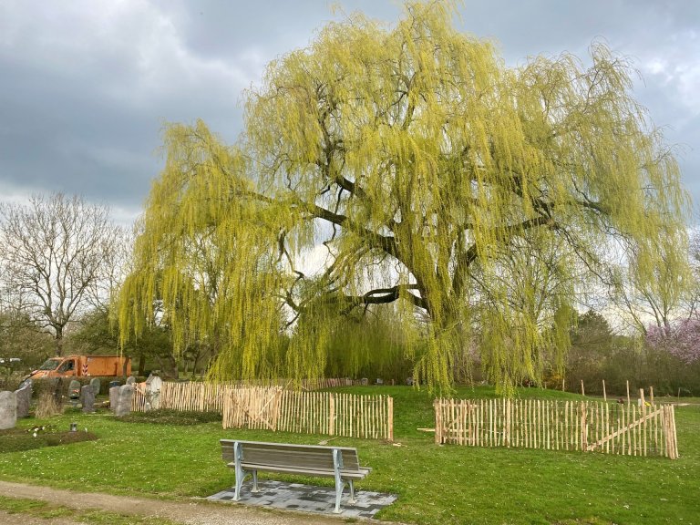 Un saule pleureur au cimetière de Hüls