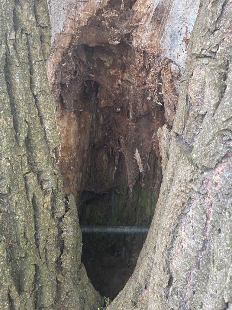 Une tige filetée en acier est vissée dans le tronc de l'arbre.